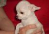 Щенки чихуа-хуа превью 560046.