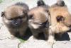 Новый помет щенков померанского карликового шпица превью 561028.