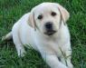 Продаются клубные щенки лабрадора ретривера превью 561067.