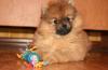 15 красивых оранжевых щеночков превью 561144.