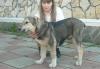 Кобель среднеазиатской овчарки из питомника превью 561378.