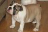 Великолепная девочка английского бульдога превью 562186.