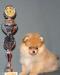 Превью Померанский (немецкий миниатюрный) шпиц Санкт-Петербург - 1