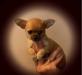 Крошечный  мальчишка - чихуашка превью 562489.