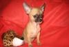 Чихуахуа 2 .5 мес превью 562565.