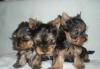 Клубные щенки  мини и стандарт 2 месяца превью 562615.