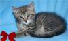 Пушистики-полосатики.Котята в добрые руки превью 562936.