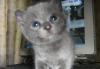 Превью Котята Ижевск - 1
