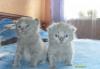 Плюшевые котятки Скоттиш Страйт и Скоттиш Фолд превью 563848.