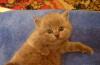 Шотландские вислоухие и Британские котята превью 563888.
