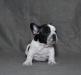 Щенок французского бульдога превью 563986.