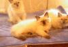 Превью Невские маскарадные котята Москва - 2