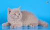 Британские котята превью 564447.
