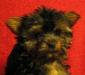 Йоркширский терьер   щенки превью 564679.