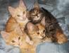 Пушистые комочки счастья 1,5мес. ждут хозяина превью 564825.