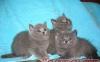Британские и вислоухие котята превью 560545.