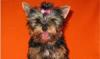 Йоркширского терьера щенки превью 565076.