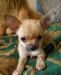 Недорого, продам очаровательного щенка превью 560698.
