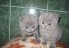 Британские голубые котята превью 566847.