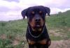 Продам щенка ротвейлера 11 месяцев кабель превью 566977.