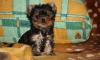 Продается щенок йорка девочка превью 560701.
