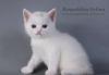 Британский котенок - белоснежная редкость превью 567303.