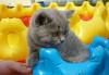 Чистокровные британские котята превью 567356.