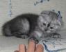 Превью Шотландские вислоухие котята (scottish-fold) Саратов - 3