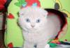 Превью Котята Нижний Новгород - 1