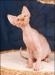 Канадский сфинкс  эксклюзивный котик превью 568673.