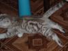 Превью Кошка скоттиш фолд Санкт-Петербург - 3