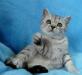 Британские Котята Вискасных окрасов превью 560945.
