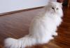 Отдам в хорошие руки персидскую кошку превью 569096.