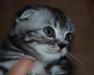 Вислоухий серебристый  мраморный котик превью 569183.