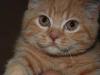 Британский котик превью 569227.
