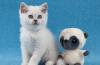 Британские шиншиллы-драгоценные котята превью 569231.