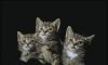 Отдам маленьких котят в дар превью 569646.