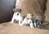 Щенки джек рассел терьера превью 570011.