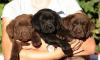 Лабрадор щенки превью 570126.