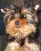 Йоркширский терьер девочка 4 мес превью 571104.