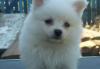 Шпиц-девочка.мини. белая.без крема. шоу превью 571107.