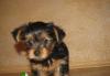 Щенки йоркширский терьера превью 571172.