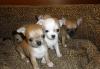 Превью Чихуахуа щенки Санкт-Петербург - 1