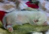 Превью Тайские котята Великий Новгород - 1