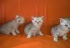 Котята превью 572028.