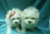 Мальтийская болонка. Щенки. Не дорого превью 572155.