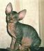 Питомник канадских сфинксов"siris" превью 572230.