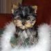 Cute tiny щенков Йорки для быстрого принятия превью 572527.