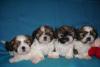 Очаровательные щенки ши-тцу превью 572619.