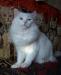 АНГОРСКИЙ БЕЛЫЙ КОТ-ЖЕНИХ превью 573165.